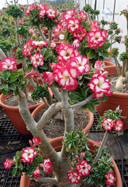 twin flower seeds Adenium Obesum Mini Size Double Flower seeds KO_ebay175 – adenium.com.tw online store