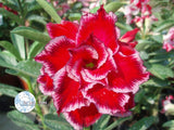 You are purchasing fresh seeds of Adenium Obesum Miracle