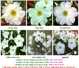 Adenium Single-petal mixed White