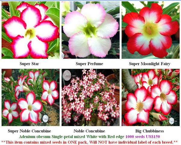 white desert rose seeds Adenium Single-petal mixed White with Red edge – adenium.com.tw online store