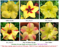 Adenium Single-petals mixed Yellow