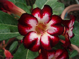 You are purchasing fresh seeds of Adenium Obesum Super Star of Tomorrow