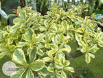 Adenium Obesum Super Yellow Leaf seeds