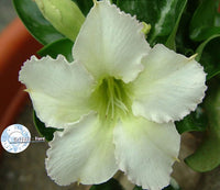 Mini Size KO_ebay302 x White Mini ( ♂x♀ Pollination seeds)