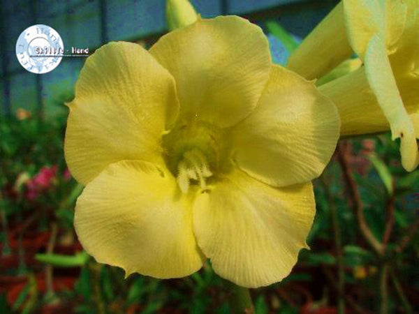 You are purchasing fresh seeds of Adenium Obesum Yellow Earth