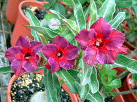 You are purchasing fresh seeds of Adenium obesum Kaleidoscope