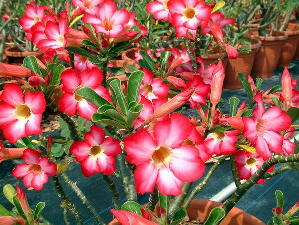 You are purchasing fresh seeds of Adenium obesum PINK