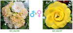 Adenium obesum KO_ebay106 x KO_ebay107 ( ♂x♀ Pollination seeds)