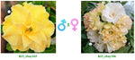 Adenium obesum KO_ebay165 x KO_ebay106 ( ♂x♀ Pollination seeds)