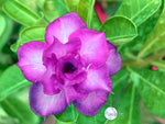 You are purchasing fresh seeds of Adenium Obesum Blue Spirit