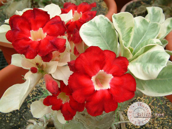 You are purchasing fresh seeds of Adenium Obesum Star of Top